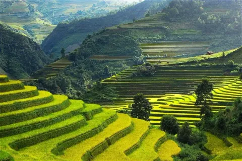 Vietnam Rice Terrace Villages Explained: Geography, Seasonal Beauty, Ethnic Communities, and Visitor Advice