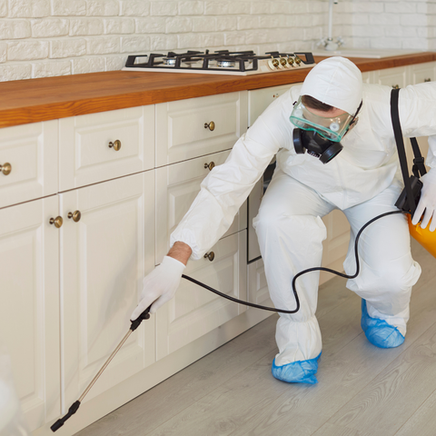 Affordable and Reliable Pest Control: Safe and Natural Solutions for Your Home