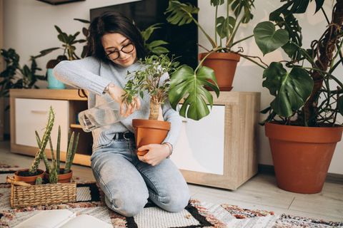 Discover Indoor Plant Care: Basics, Guidance, and Helpful Plant Care Information